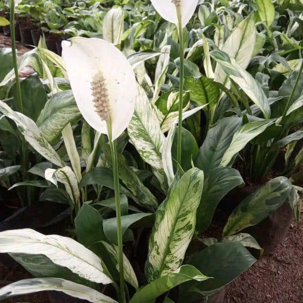 Gambar Tanaman hias peace Lily varigata / include pot cantik & batu - Remaja dari TRISNA ANUGRAH SENI undefined Tokopedia