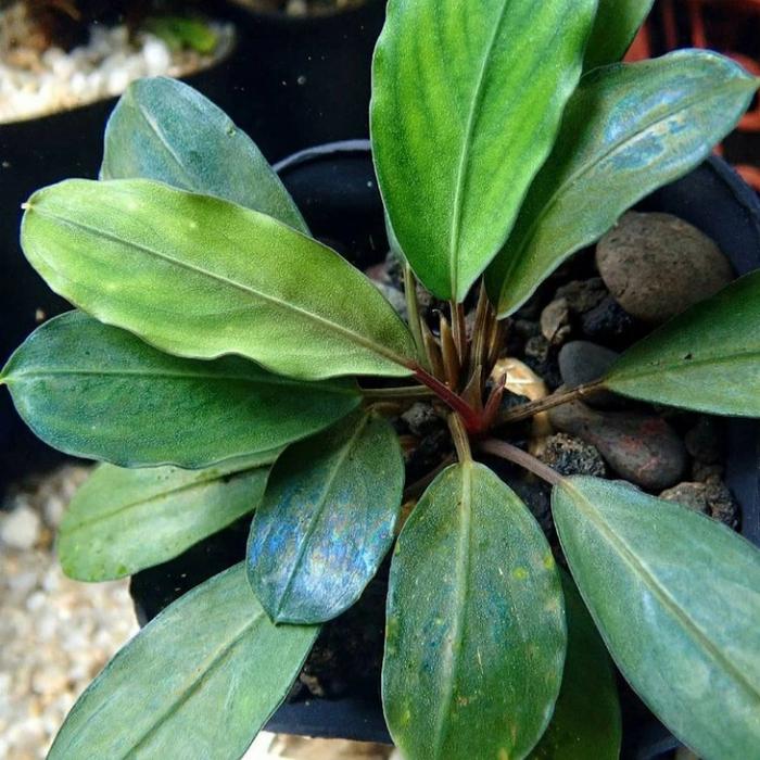 水草 Bucephalandra sp. \"Silver vein\" ブセファランドラsp.シルバービブリス❣️Bucephalandra sp