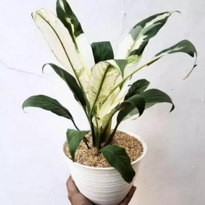 Gambar Tanaman hias peace Lily varigata / include pot cantik & batu - Rimbun+Pot dari TRISNA ANUGRAH SENI undefined Tokopedia