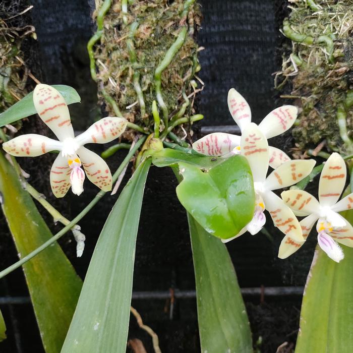 Gambar phalaenopsis zebrina jumbo anggrek dari tri orchids hayati flora undefined Tokopedia