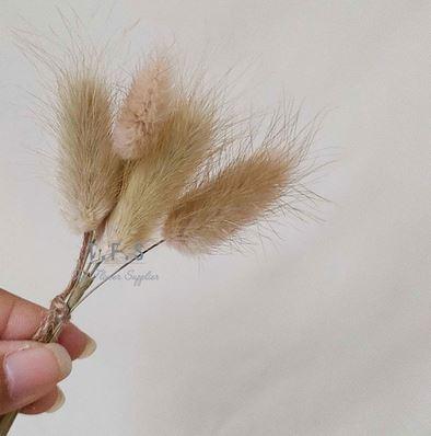 Gambar Dry Flowers - Bunga Kering Mini (1pack) - LAGURUS dari JPL CRAFT STORE undefined Tokopedia