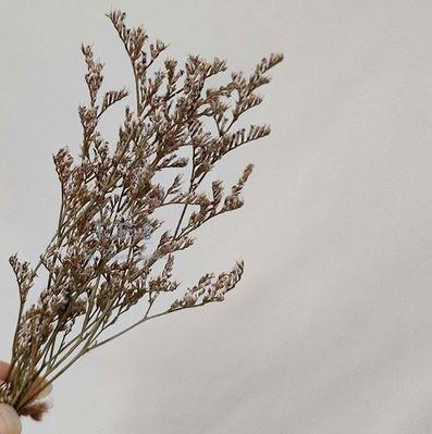 Gambar Dry Flowers - Bunga Kering Mini (1pack) - CASPEA dari JPL CRAFT STORE undefined Tokopedia