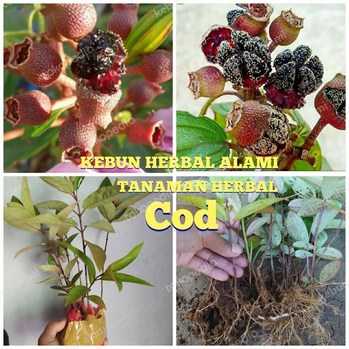 Gambar bibit harendong polibck dari kebun herbal alami undefined Tokopedia