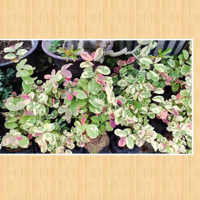 Gambar Tanaman pretty pink tanaman outdoor on polybag - on polybag dari Tanaman Cici Surabaya undefined Tokopedia