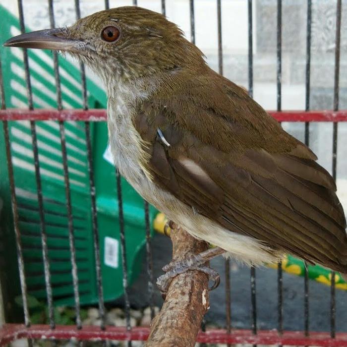 Jual burung siri siri ori gacor - Jakarta Timur - riashopp-2 | Tokopedia