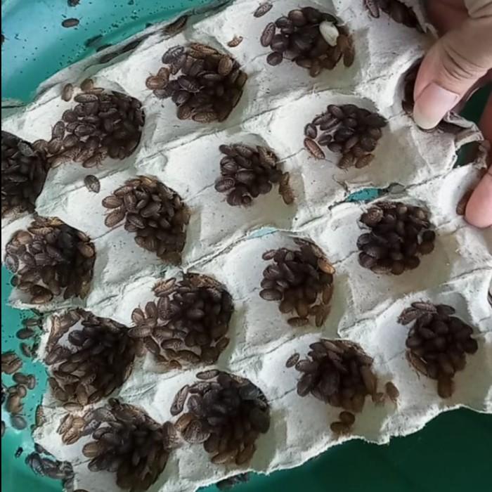 Gambar Kecoa Dubia 0,5-1 Cm Pakan Protein Tinggi Reptil, Burung, & Ikan - 0,5-1Cm dari Kinyoyproduction undefined Tokopedia