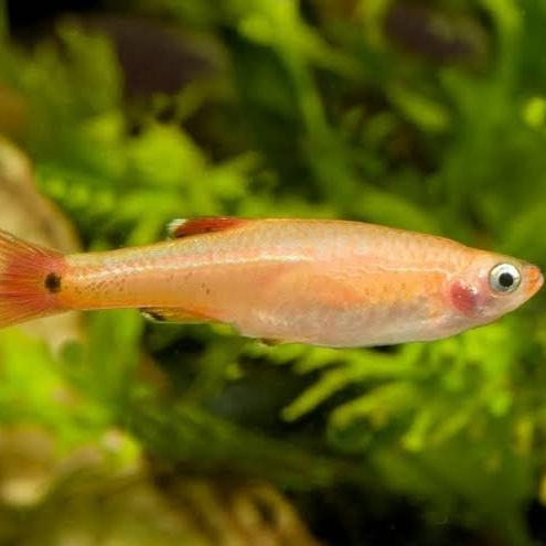 Gambar white cloud mountain minnow - Golden dari aQualaris undefined Tokopedia