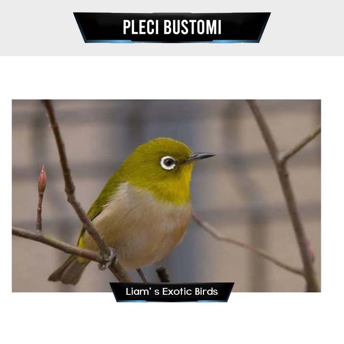 Gambar Burung Pleci Dakun PACITAN - BALI - BUSTOMI - MONTANUS - PAPUA - Bustomi dari LiamExoticBird undefined Tokopedia