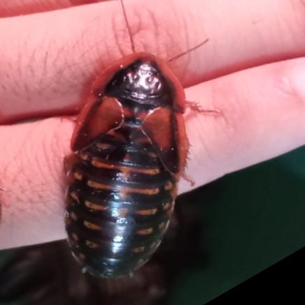 Gambar Kecoa Dubia - Pakan Protein Tinggi Reptil, Burung, & Ikan - Indukan Betina dari Kinyoyproduction undefined Tokopedia