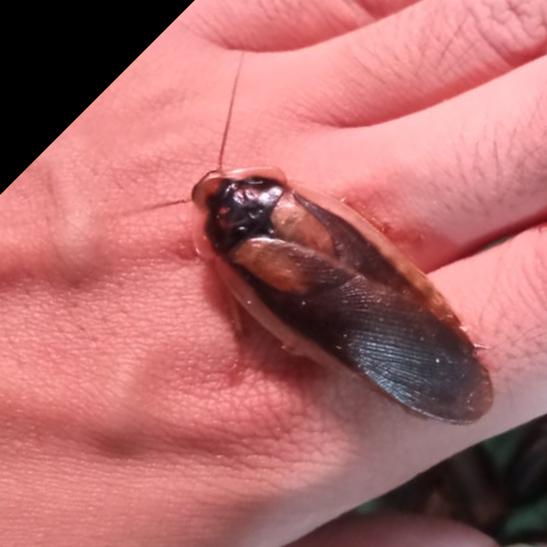 Gambar Kecoa Dubia - Pakan Protein Tinggi Reptil, Burung, & Ikan - Indukan Jantan dari Kinyoyproduction undefined Tokopedia