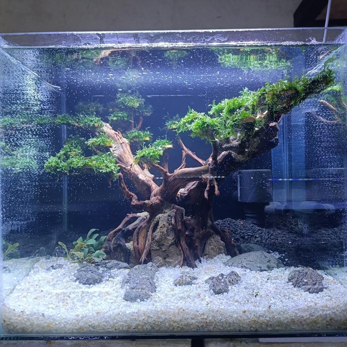 Gambar Aquarium Aquascape Design Tema Bonsai Size P40xL35xT35 # Model 1 dari Nagatawa Ornamental Fish undefined Tokopedia