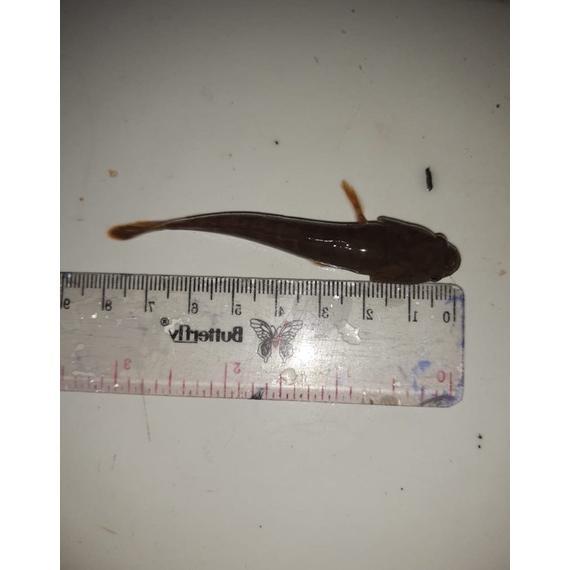 Gambar original chana limbata gachua galak cod original - 6/9 dari pusat channa undefined Tokopedia