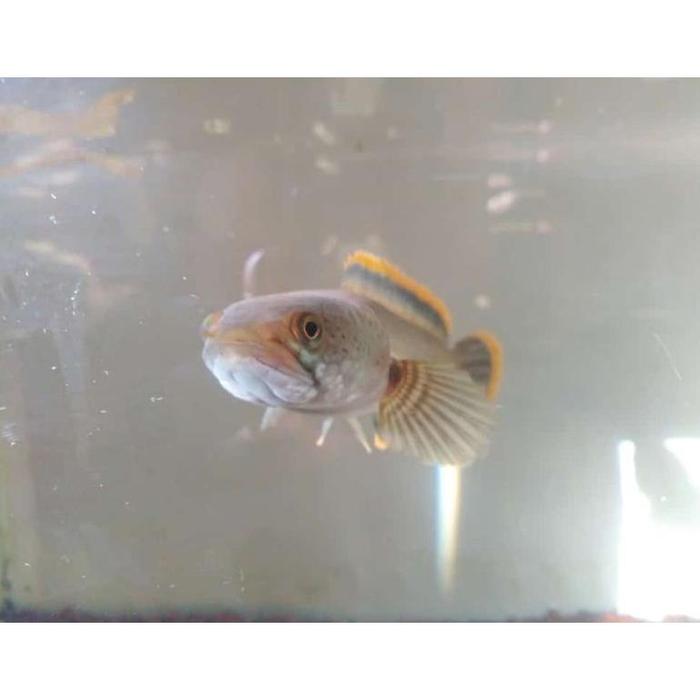 Gambar original channa limbata gachua 8-10cm / chana limbata gachua 8-10cm dari pusat channa undefined Tokopedia