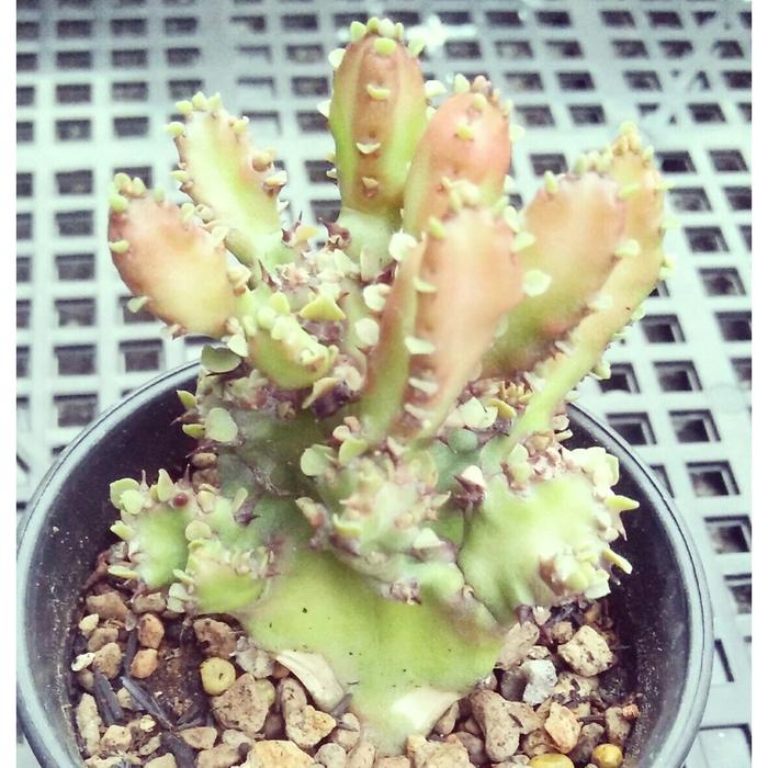 Gambar Euphorbia Lactea Red Dragon Monstrose - Mini dari KAKTUSUK.ID undefined Tokopedia