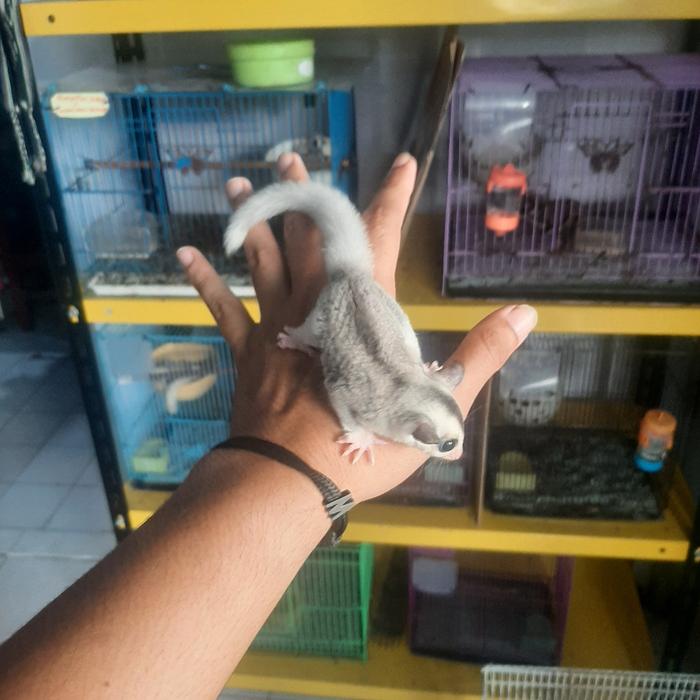 Gambar Sugar Glider - Mozaik dari Sugar Glider Defira Shop undefined Tokopedia