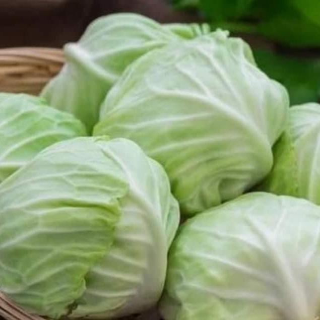 Gambar kol segar persetengah kilo dari Berkah sayur1sagala undefined Tokopedia