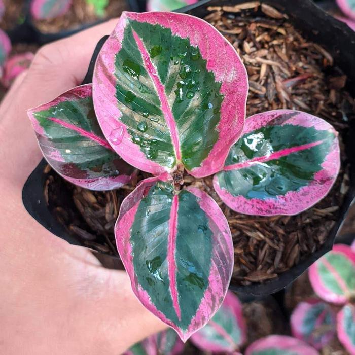 tanaman calathea cynthia pink calatea sintia ping - makoyana di Lestari  Taman Indah | Tokopedia