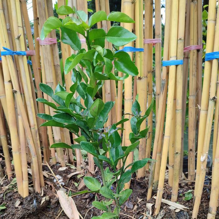 Gambar pohon jeruk purut tinggi 50-60cm - JERUK PURUT dari MEKAR INDAH_NEW undefined Tokopedia