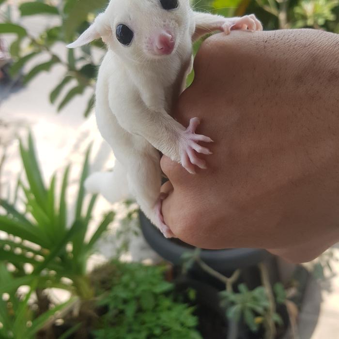 Gambar sugar glider leucistic betina joey dari sugarglider_farm undefined Tokopedia