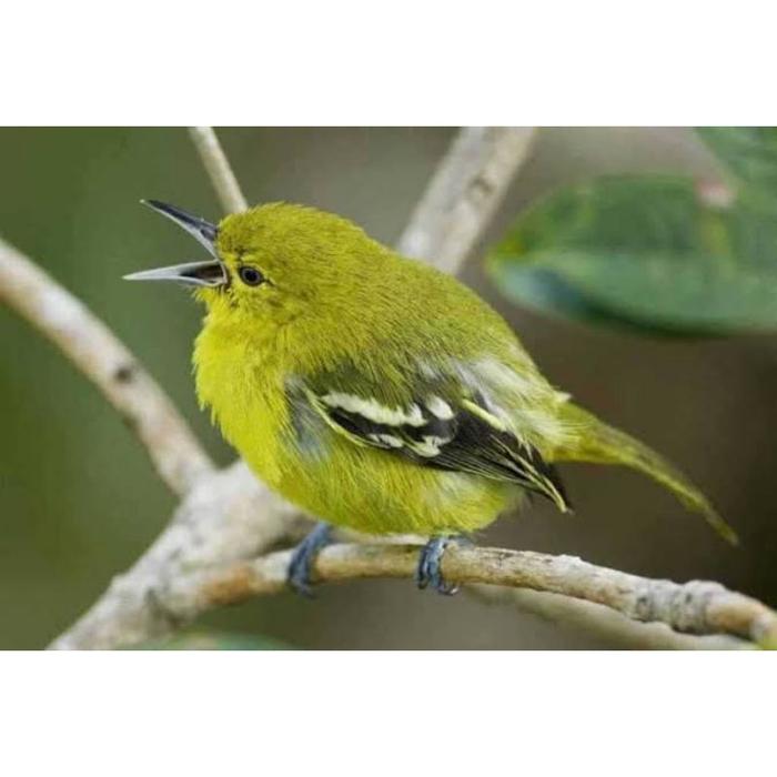 Gambar burung anakan cipou/sirtu lolohan dari Tosix94Birdspecialist undefined Tokopedia