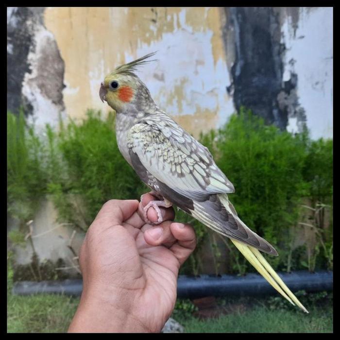 Gambar Best Seller Falk Pearl Parkit Australia Jinak Skil Free Fly (Mainan - PEARL dari ALL ID 23 undefined Tokopedia