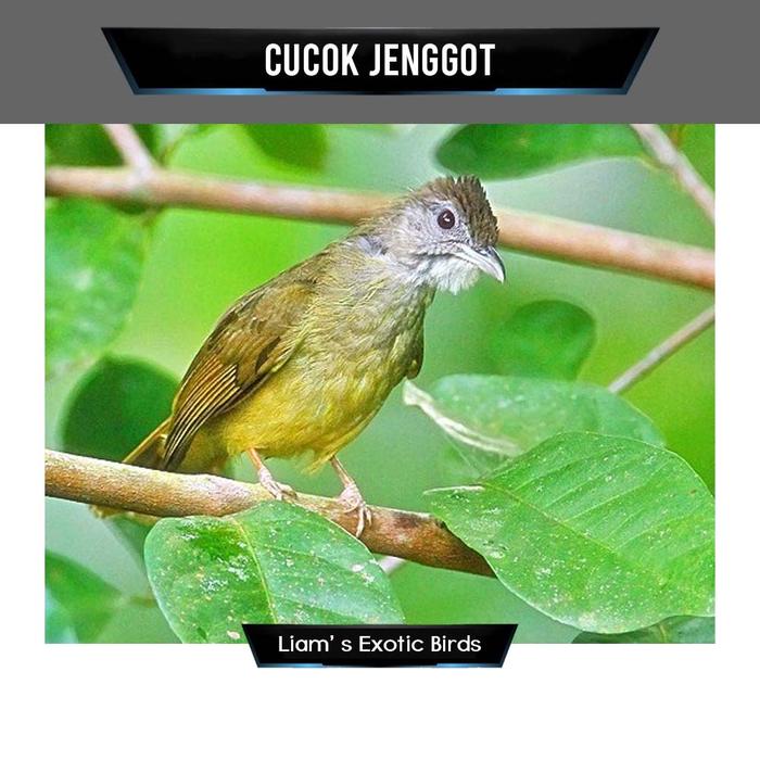 Jual Burung Cucak Jenggot Gacoram - Bahan - Jakarta Timur - Liam' s Exotic Birds | Tokopedia