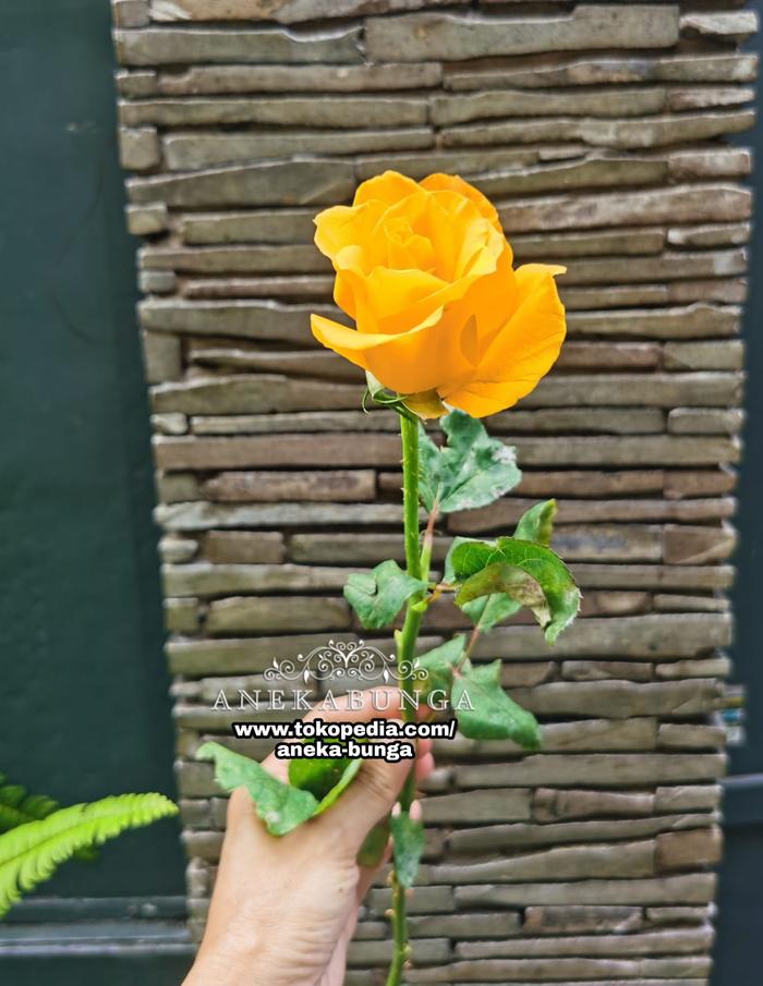 Gambar Bunga Mawar 1 Satu Tangkai fresh rose flower per tangkai satuan kuntum - Kuning dari Aneka Bunga 0813-100-100-96 undefined Tokopedia