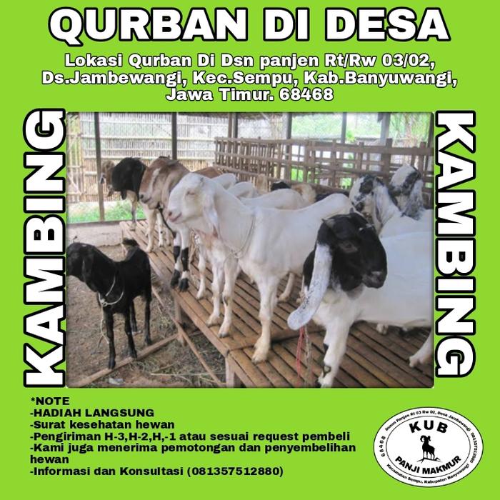 Gambar PROGAM BERBAGI QURBAN KAMBING JAWA DI DESA - 23kg dari KUB PANJI MAKMUR undefined Tokopedia