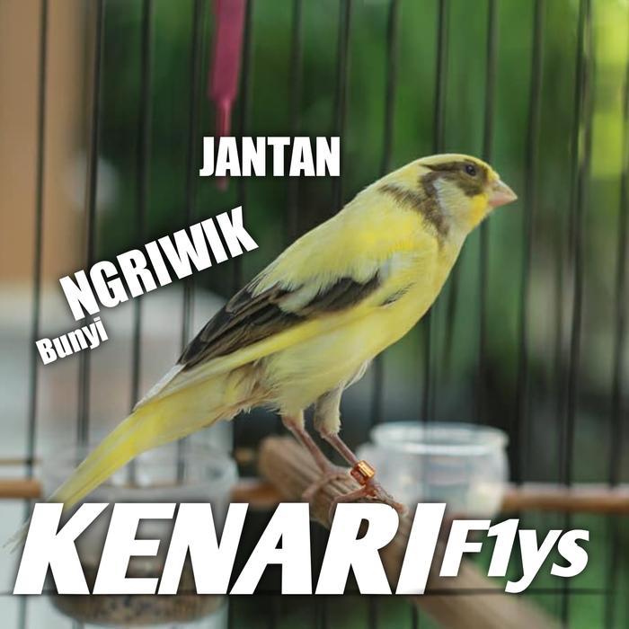 Gambar burung kenari f1ys bahan jantan 100% jaminan dari berkahonlinebird2 undefined Tokopedia