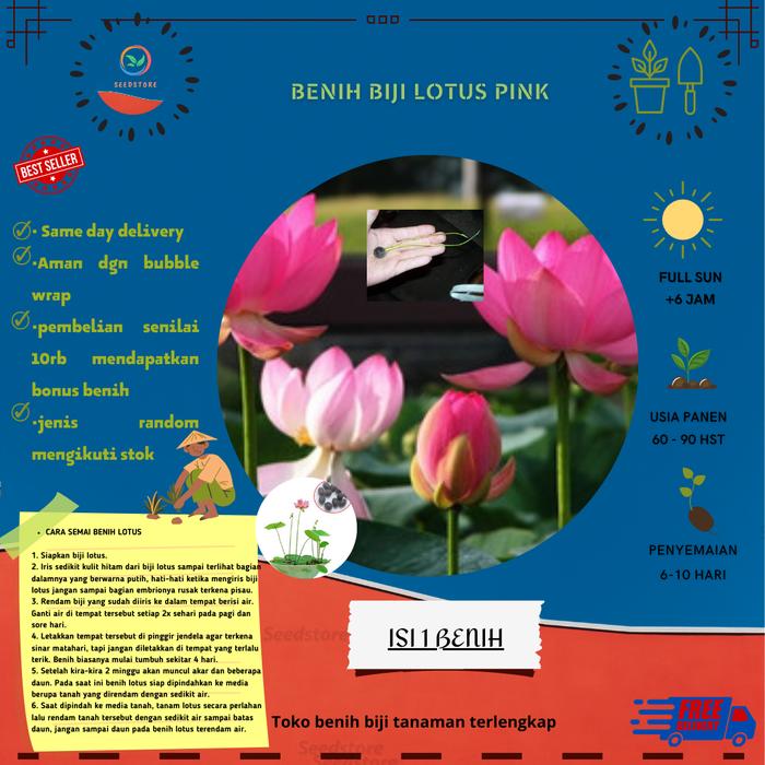 Gambar Benih lotus pink dari Greening90 undefined Tokopedia