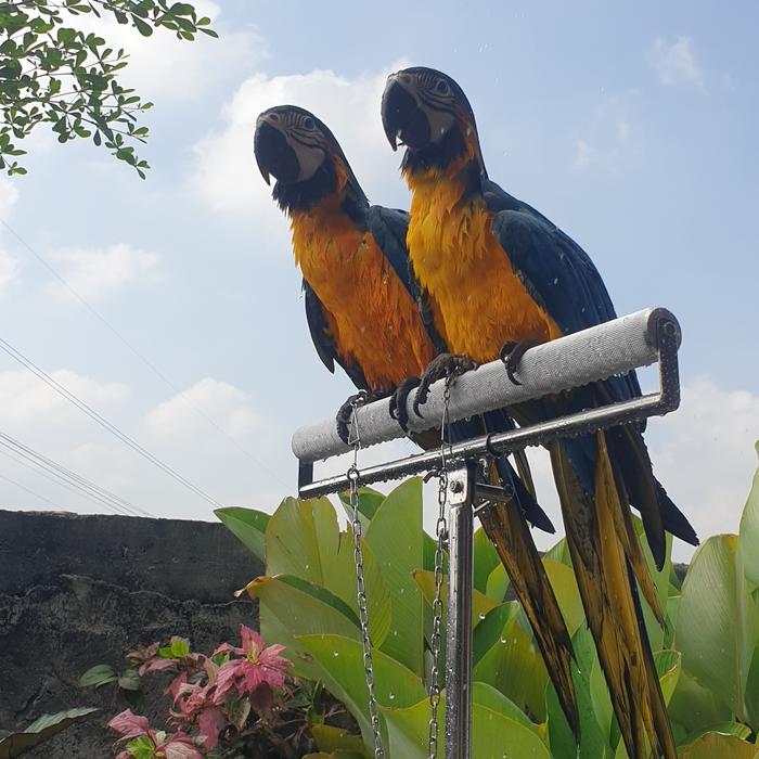 Gambar blue and gold macaw ff 1 ekor dari Yod Parrot undefined Tokopedia