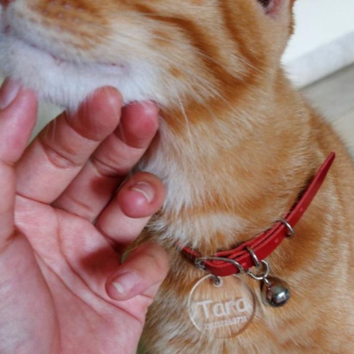 Gambar kalung kucing custom nama - tag akrilik bentuk bundar - Merah dari Kumis Koecing undefined Tokopedia