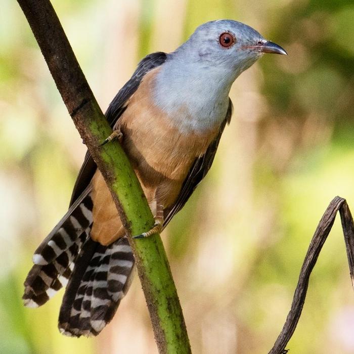 Jual burung kedasih - Jakarta Timur - toko_burung_gacor_jkt | Tokopedia