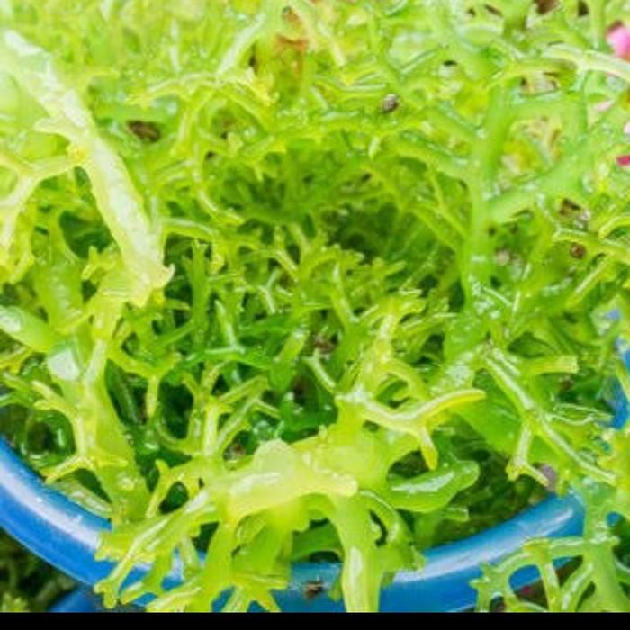 Sample Rumput Laut Jual rumput laut segar - rumput laut bahan makanan - rumput laut bahan ...