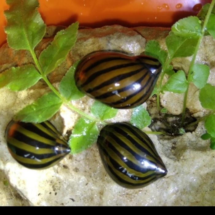 Gambar keong turbo snail zebra - keong aquascape - keong turbo pembersih alga dari bagasAquatic02 undefined Tokopedia