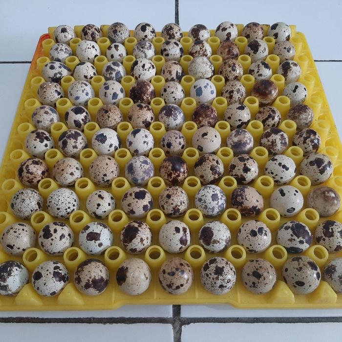 Gambar Telur Puyuh Segar dari Distributor Telur Bintaro undefined 5 Tokopedia