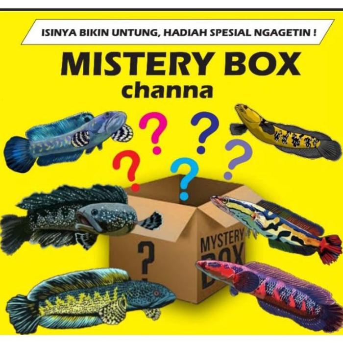 Gambar original misteri box ikan chana limbata isi 2 ekor size 10-13 cm, dari Shapat-makmur undefined Tokopedia