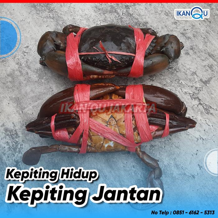 Gambar PROMO KEPITING BAKAU HIDUP KUALITAS SUPER 1 kg (3-4 ekor) dari Ikan Qu Jakarta undefined Tokopedia