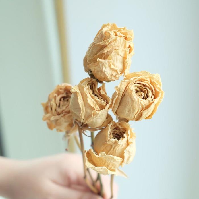 Gambar Dried flower rose | Bunga mawar kering | Bunga kering - Putih dari Se Bloom undefined Tokopedia