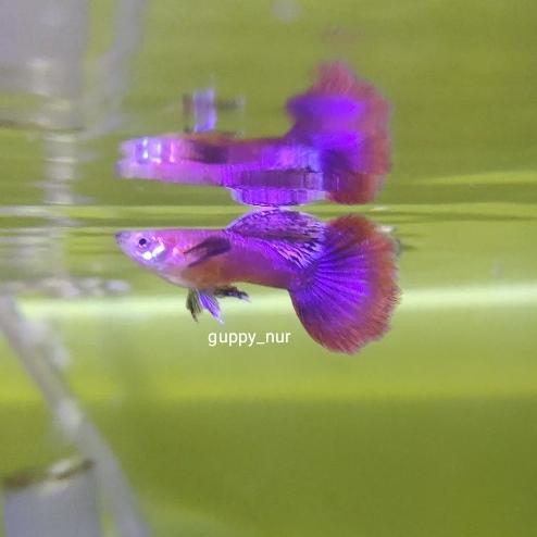 Gambar Guppy Magenta Shorttail dari Guppy Nur undefined Tokopedia