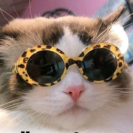 Gambar KACAMATA KUCING / KACA MATA UNTUK KUCING LUCU - Kuning Corak dari Keeppoo Store undefined Tokopedia