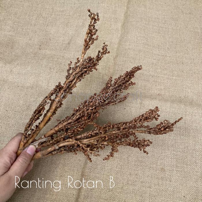 Gambar Bunga Kering Ranting Rotan 3 Tangkai - Ranting B dari Canopeecraft undefined Tokopedia