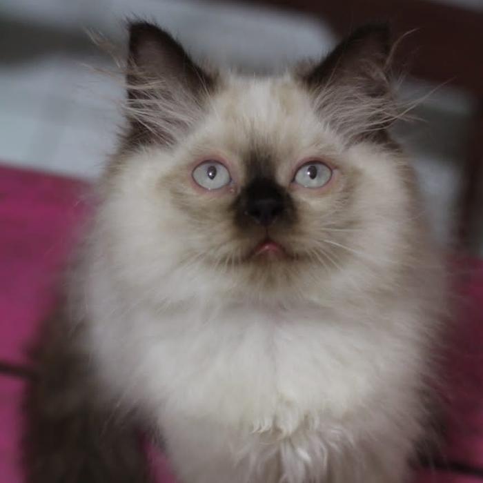 Gambar kucing himalaya seal point cemong dari kaya ungkep presto undefined Tokopedia