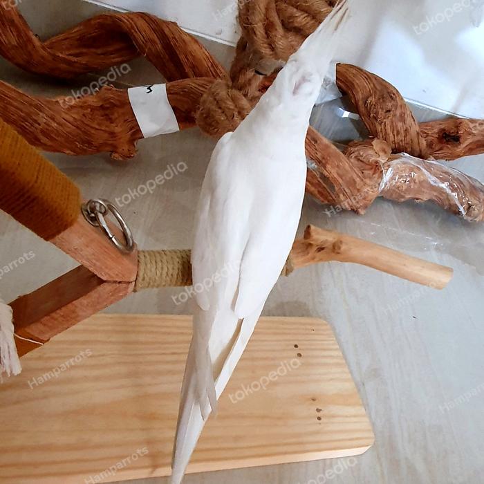 Gambar burung falk Albino 6 bulanan JiNak dari Ham Parrots undefined Tokopedia