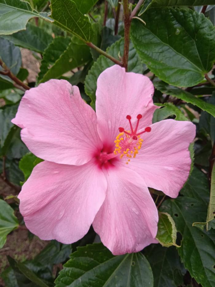 Gambar Tanaman Bunga Sepatu / Hibiscus - pink dari kebon kembang undefined Tokopedia