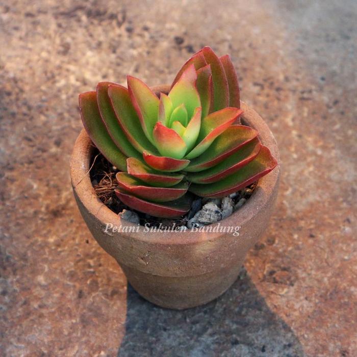 Gambar SEKULEN Sukulen Kaktus PILIH bunga hias hidup tanaman taman berwarna - 03 dari rakagalih undefined Tokopedia