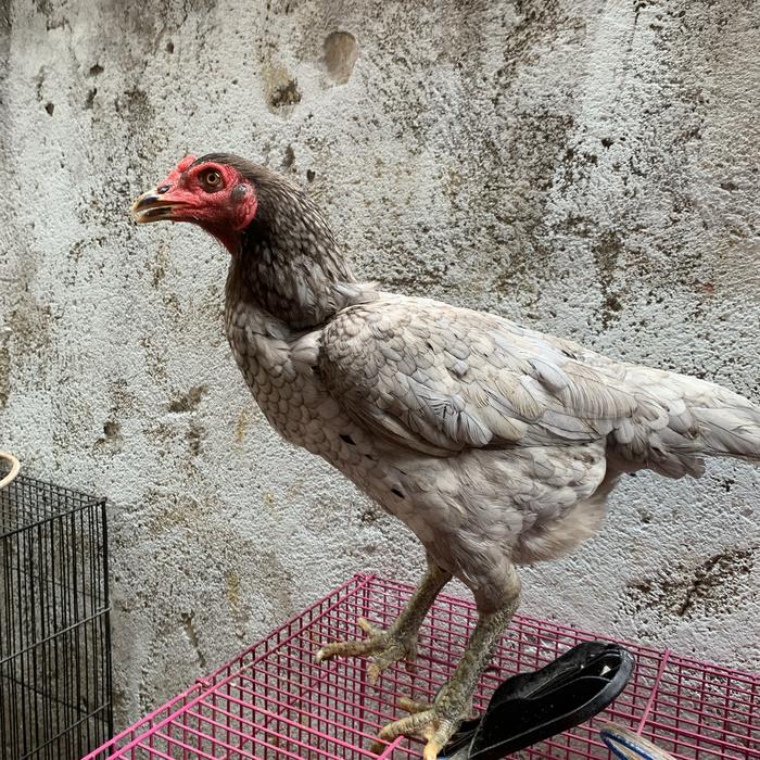 Gambar Ayam Pakhoy Betina Indukan dari Nando Pets undefined Tokopedia