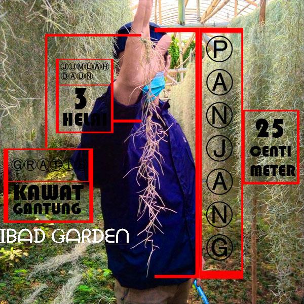 Gambar Tanaman hias gantung Janggut musa | Janggut nabi| janggut dewa - 2 dari ibad garden undefined Tokopedia