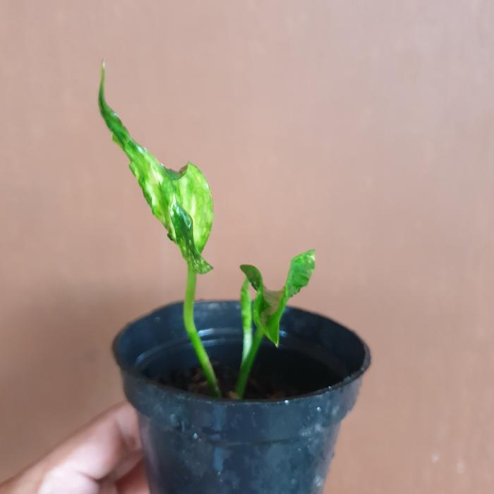 Gambar Epipremnum Shangrila Variegata - Gambar B dari Green Fasyin undefined Tokopedia