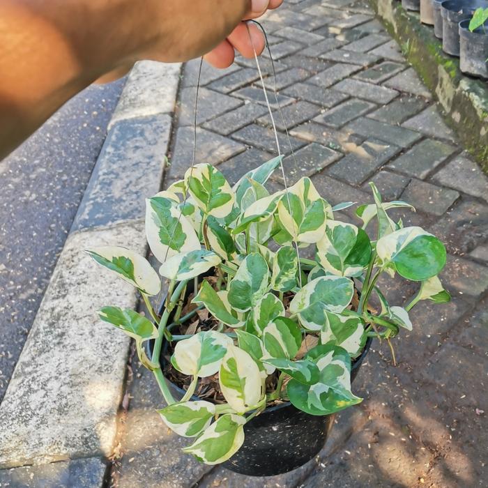 Gambar Tanaman sirih gading enjoy/ sirih gading satin/ brazil/ lemon - ENJOY dari MEKAR INDAH_NEW undefined Tokopedia